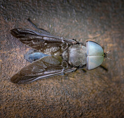 house fly