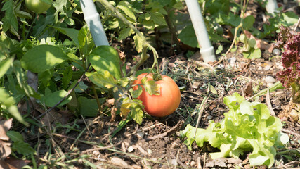 Tomato in the garden