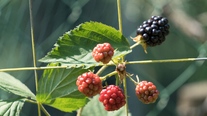 wild strawberry plant