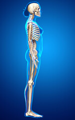 3d rendered medically accurate illustration ofa female nervous system and skeleton system