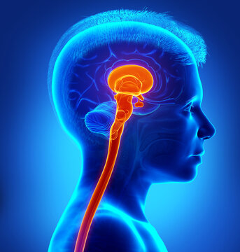 3d rendering medical illustration of brainstem