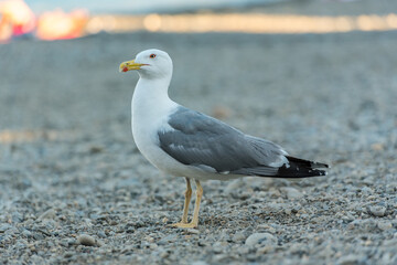 Seagull in Colliure, France