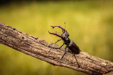 stag beetle on a branch. close-up.