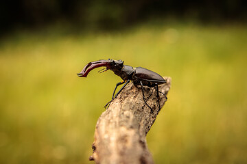 stag beetle on a branch. close-up.