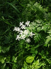 white flowers in the forest