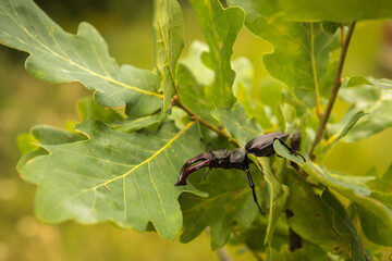 stag beetle on an oak branch with green leaves. close-up.