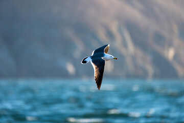 seagull in free flight above the sea surface