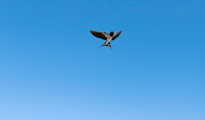 beautiful endangered swallow flying with blue sky background