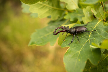 stag beetle on an oak branch with green leaves. close-up.