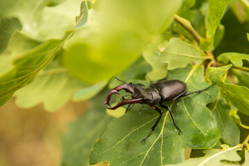 stag beetle on an oak branch with green leaves. close-up.