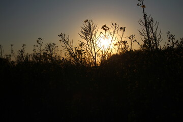 Sonnenuntergang im Hintergrund eines Getreidefeldes