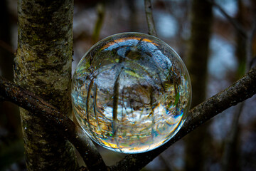 Lensball in the forest