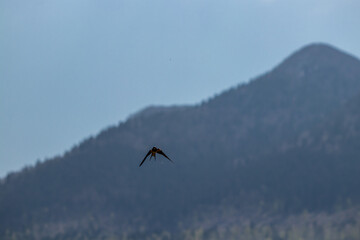 Fototapeta na wymiar Barn swallow with open wings during flight 