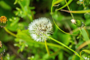 Dandelion Macro