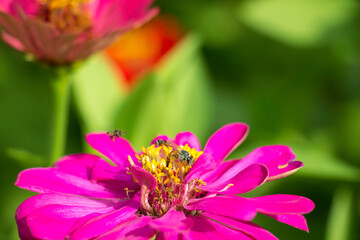 Little bees find food from flowers in nature.