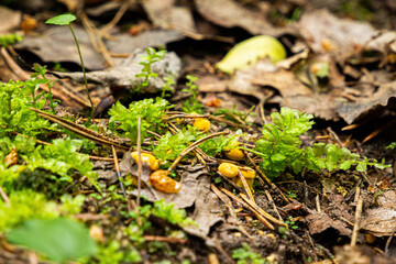 A small family of small, freshly grown chanterelle mushrooms