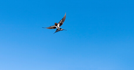beautiful endangered swallow flying with blue sky background