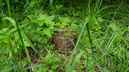 Naklejka na ściany i meble Tree stump in the forest overgrown with green grass