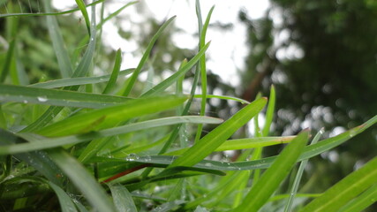 grass macro view