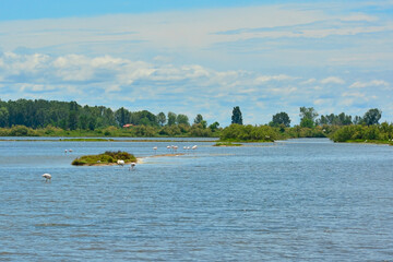 Flamingoes in the Isola Della Cona wetland nature reserve in Friuli-Venezia Giulia, north east Italy
