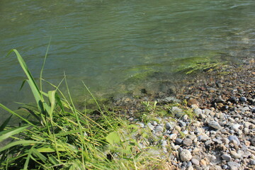 Fototapeta na wymiar grass on the river