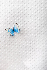 blue butterfly on white textured paper background with dot pattern. creative minimal concept. 
