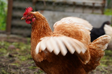 Close up of chicken walking in paddock outdoor.