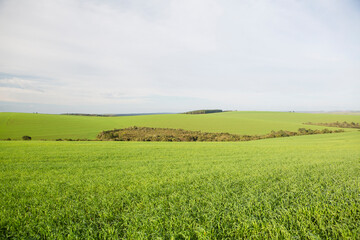 green field and blue sky