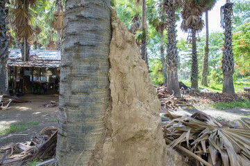 Anthill at palm tree plantation