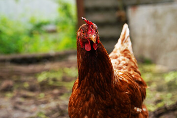 Close up of chicken walking in paddock outdoor.