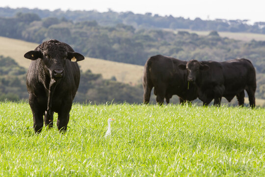 agriculture