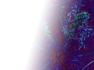 foliage © neurostructure