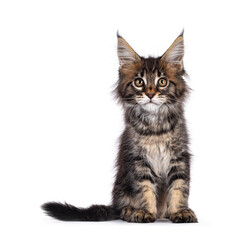 Adorable classic black tabby Maine Coon cat kitten, sitting up facing front. Cute crown on nose. Looking at camera with golden eyes. Isolated on white background.