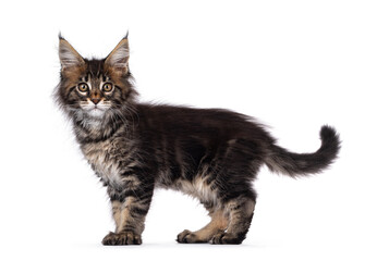 Adorable classic black tabby Maine Coon cat kitten, standing side ways. Cute crown on nose. Looking at camera with golden eyes. Isolated on white background.