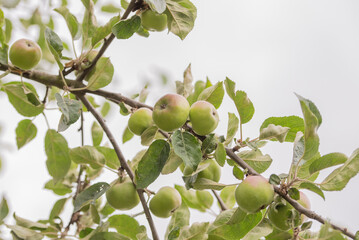 Apfelbaum mit wachsenden Äpfeln im Sommer