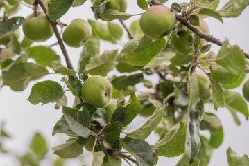 Apfelbaum mit wachsenden Äpfeln im Sommer