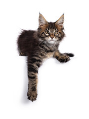 Adorable classic black tabby Maine Coon cat kitten, laying down on edge with paws hanging down. Cute crown on nose.  Looking at camera with golden eyes. Isolated on white background.