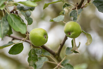 Apfelbaum mit wachsenden Äpfeln im Sommer