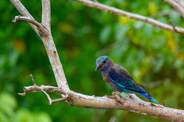 Indian roller bird on tree branch