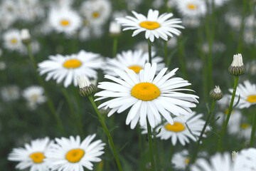 daisies in the grass
