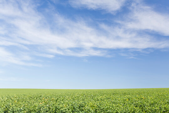 agriculture