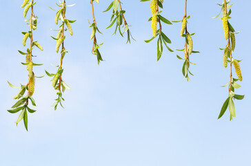 Osier pendulous twigs curtain