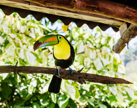toucan on a tree, Minca, Colombia, south america