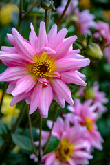 Fototapeta premium pink dahlia flowers in the garden