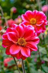red dahlia flowers in garden
