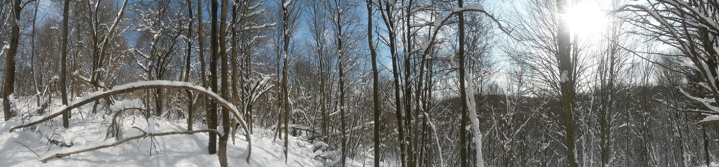 frozen tree branches in winter season