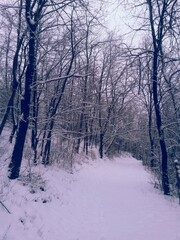 frozen tree branches in winter season