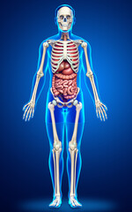 3d rendered medically accurate illustration of male  Internal organs and skeleton system