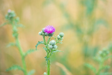 Distel mit Stacheln und Blüte