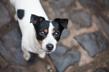 Jack Russell terrier half body portrait from above